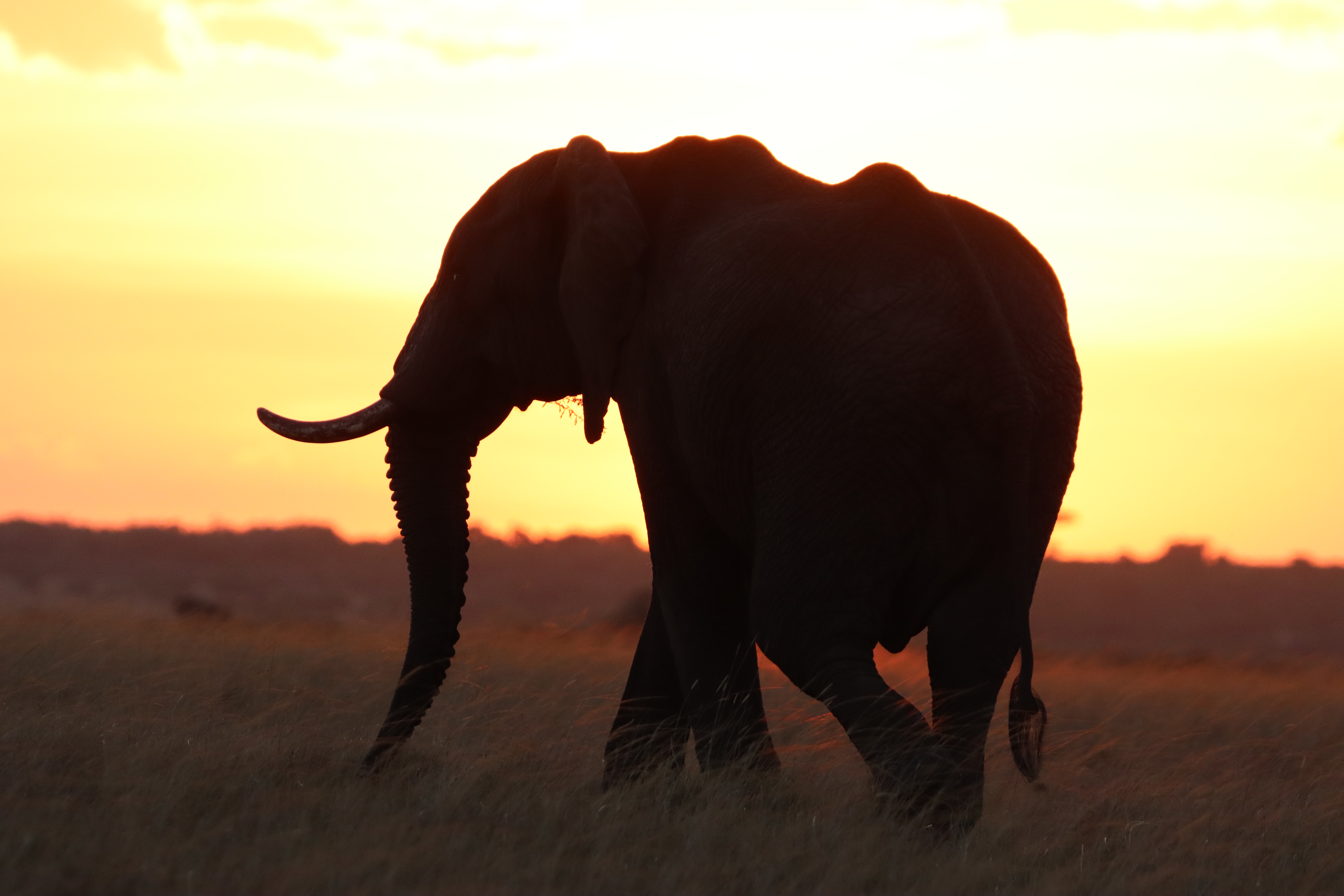 Elephants